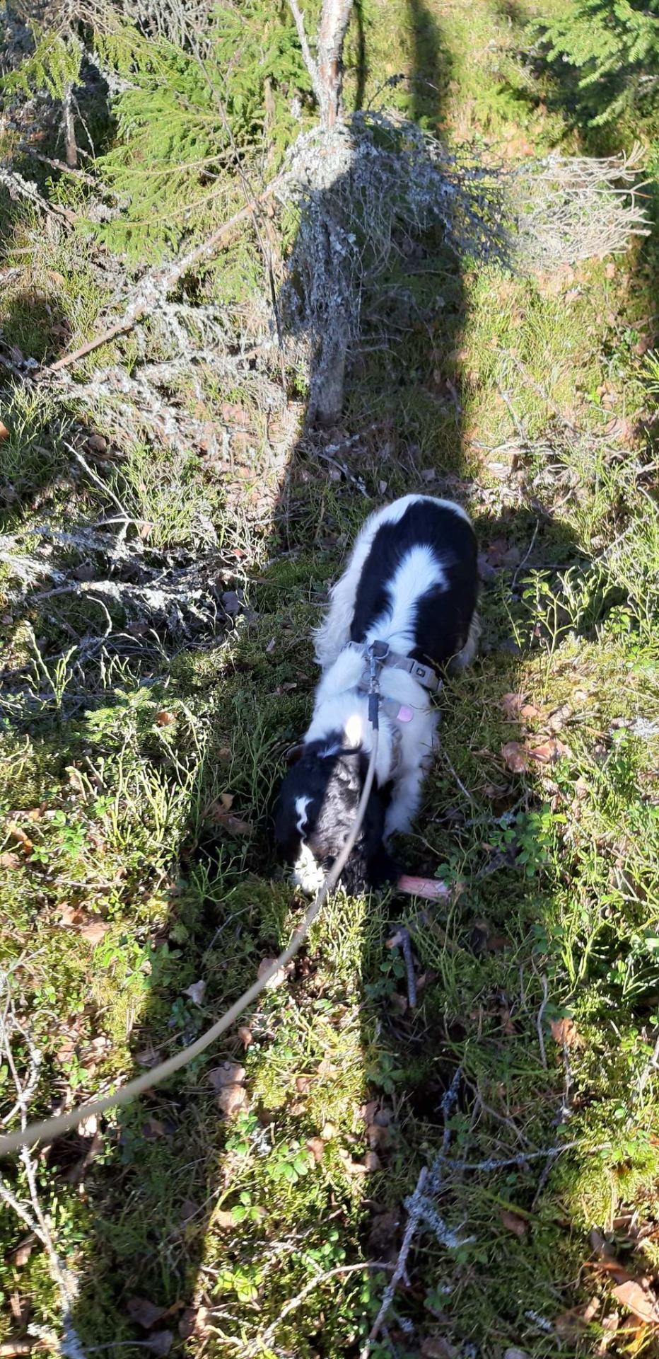 Kaato on löytynyt ja sille etsitään piilopaikkaa